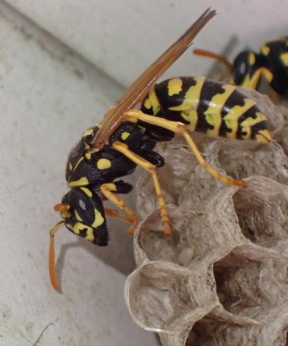 Réf. 358 279 : Polistes dominula